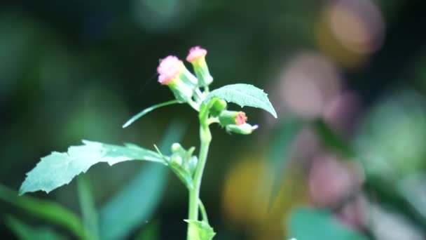 Crassocephalum Crepidioides Também Chamado Fireweed Ebolo Thickhead Ragleaf Redflower Sintrong — Vídeo de Stock