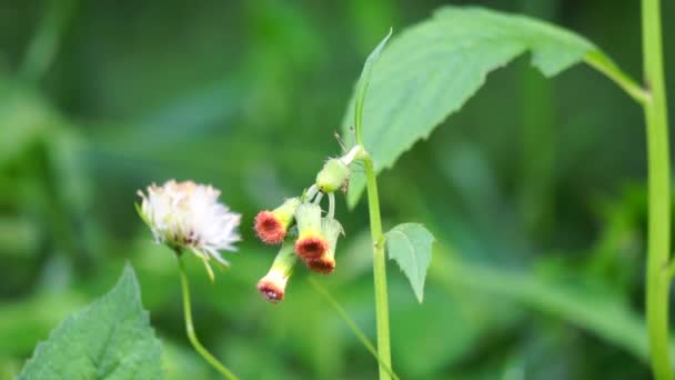 Crassocephalum Crepidioides Také Nazývané Fireweed Ebolo Thickhead Redflower Ragleaf Sintrong — Stock video