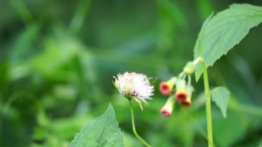 crassocephalum crepidioides (ayrıca ateş otu, ebolo, kalın kafa, kızıl çiçek ragleaf, sintrong, sentrong olarak da bilinir). Etli, sümüksü yaprakları ve sapları sebze gibi yenir..