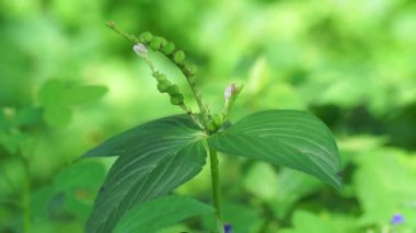 Spigelia Anthelmia (Wormgrass, Pinkroot, Batı Hindistan Pinkroot) doğal bir geçmişe sahiptir. Bu cinsteki bitkiler için pembe kök yaygın bir isimdir..