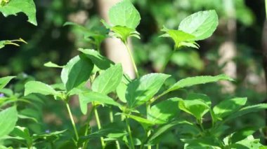 Synedrella nodiflora (also called Ucacou Adans, Verbesina nodiflora, Eclipta latifolia, Blainvillea latifolia, Ecliptica latifoliaWedelia cryptocephala, Ucacou nodiflorum, Nodeweed) in the garden.