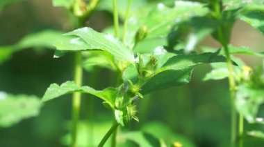 Synedrella nodiflora (also called Ucacou Adans, Verbesina nodiflora, Eclipta latifolia, Blainvillea latifolia, Ecliptica latifoliaWedelia cryptocephala, Ucacou nodiflorum, Nodeweed) in the garden.