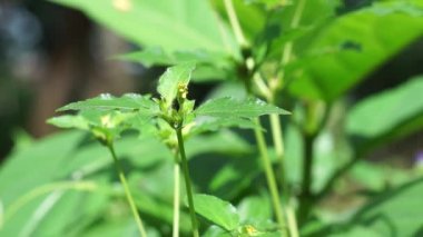 Synedrella nodiflora (also called Ucacou Adans, Verbesina nodiflora, Eclipta latifolia, Blainvillea latifolia, Ecliptica latifoliaWedelia cryptocephala, Ucacou nodiflorum, Nodeweed) in the garden.