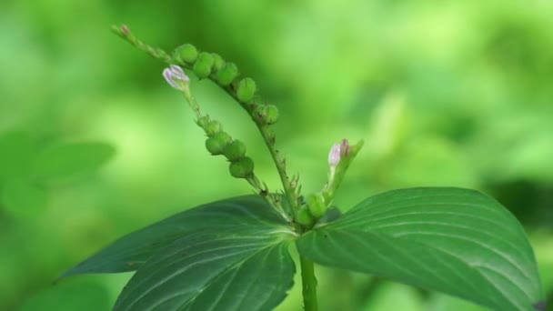 Spigelia Anthelmia Wormgrass Pinkroot West Indian Pinkroot Com Fundo Natural — Vídeo de Stock