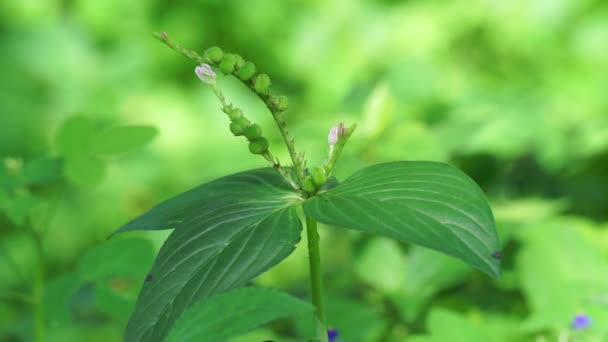 具有自然背景的Spigelia Anthelmia Wormgrass Pinkroot West Indian Pinkroot 粉红是本属植物的通称 — 图库视频影像