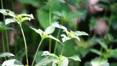 Synedrella nodiflora (also called Ucacou Adans, Verbesina nodiflora, Eclipta latifolia, Blainvillea latifolia, Ecliptica latifoliaWedelia cryptocephala, Ucacou nodiflorum, Nodeweed) in the garden.