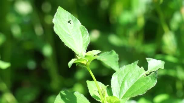 Synedrella Nodiflora Zwany Również Ucacou Adans Verbesina Nodiflora Eclipta Latifolia — Wideo stockowe