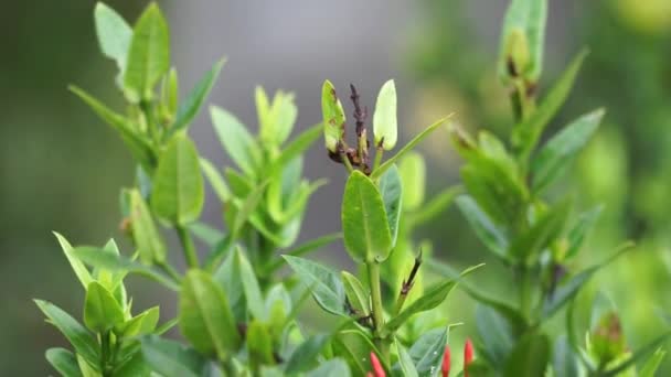 West Indian Jasmine Also Called Ixora Jungle Flame Jungle Geranium — Stock videók
