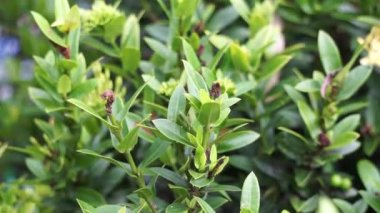 West Indian jasmine (also called ixora, jungle flame, jungle geranium, cruz de Malta) with a natural background