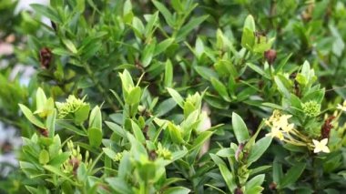 Batı Hint yasemini (ayrıca ixora, orman alevi, orman sardunyası, Cruz de Malta olarak da bilinir) doğal bir geçmişi vardır.