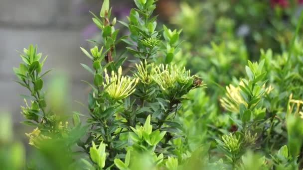 West Indian Jasmine Also Called Ixora Jungle Flame Jungle Geranium — Vídeo de stock