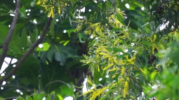 Acacia Aneura Kwiat Zwany Również Mulga Prawdziwa Mulga Akazja Naturalnym — Wideo stockowe