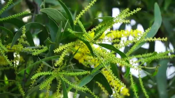 Acacia Aneura Flor Também Chamado Mulga Verdadeiro Mulga Akasia Com — Vídeo de Stock