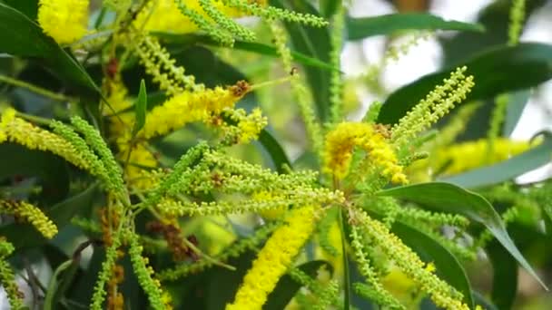 Acacia Aneura Kwiat Zwany Również Mulga Prawdziwa Mulga Akazja Naturalnym — Wideo stockowe