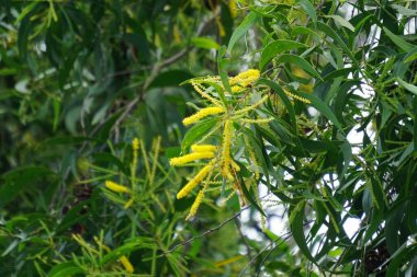 Akasya aneura çiçeği (ayrıca mulga olarak da bilinir, gerçek mulga, akasya) doğal bir arka plana sahiptir.