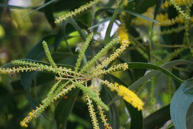 Akasya aneura çiçeği (ayrıca mulga olarak da bilinir, gerçek mulga, akasya) doğal bir arka plana sahiptir.