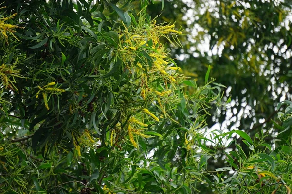 Fleur Acacia Aneura Aussi Appelée Mulga Vraie Mulga Akasia Avec — Photo
