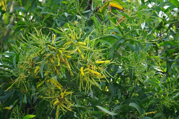 Akazienblüte Auch Mulga Echter Mulga Akasia Genannt Mit Natürlichem Hintergrund — Stockfoto