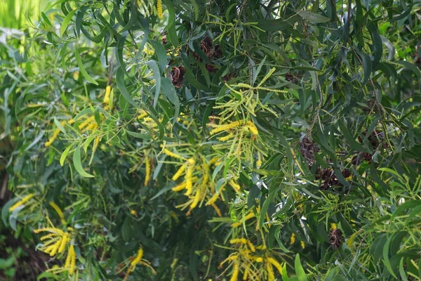 Akazienblüte Auch Mulga Echter Mulga Akasia Genannt Mit Natürlichem Hintergrund — Stockfoto