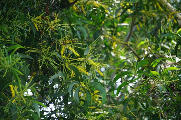 Akazienblüte Auch Mulga Echter Mulga Akasia Genannt Mit Natürlichem Hintergrund — Stockfoto