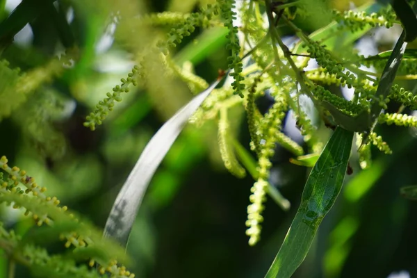 Acacia Aneura Kwiat Zwany Również Mulga Prawdziwa Mulga Akazja Naturalnym — Zdjęcie stockowe