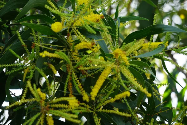 Acacia Aneura Λουλούδι Που Ονομάζεται Επίσης Mulga Αληθινή Mulga Ακασία — Φωτογραφία Αρχείου