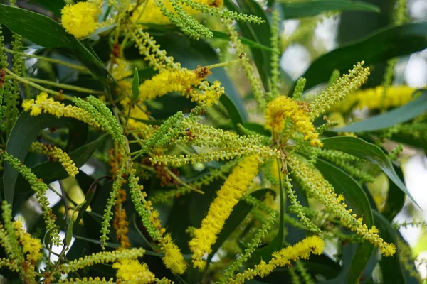 Akazienblüte Auch Mulga Echter Mulga Akasia Genannt Mit Natürlichem Hintergrund — Stockfoto