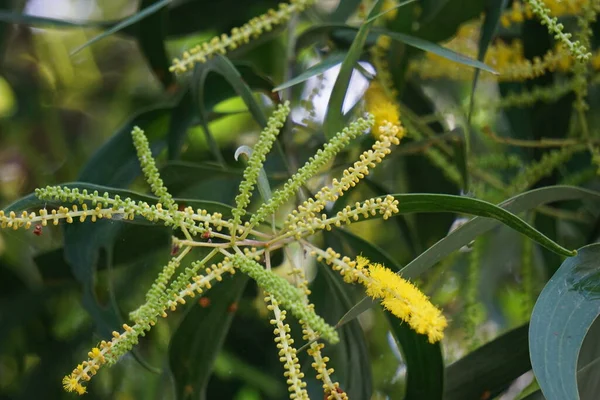 Acacia Aneura Flor Também Chamado Mulga Verdadeiro Mulga Akasia Com — Fotografia de Stock