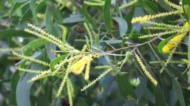 Akasya aneura çiçeği (ayrıca mulga olarak da bilinir, gerçek mulga, akasya) doğal bir arka plana sahiptir.