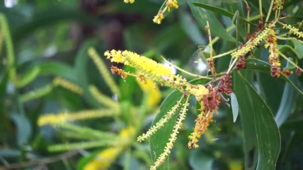 Acacia Aneura Λουλούδι Που Ονομάζεται Επίσης Mulga Αληθινή Mulga Ακασία — Αρχείο Βίντεο