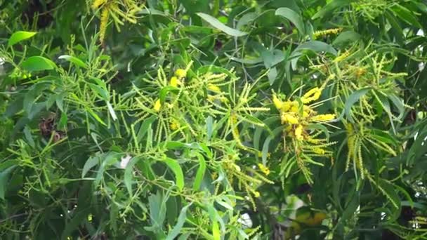 Flor Acacia Aneura También Llamada Mulga Verdadera Mulga Akasia Con — Vídeos de Stock