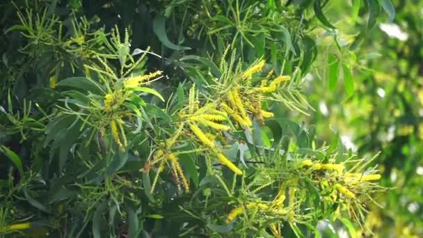 Acacia Aneura Flor Também Chamado Mulga Verdadeiro Mulga Akasia Com — Vídeo de Stock