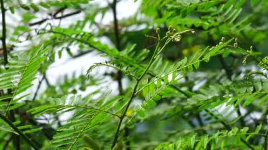 Doğal bir geçmişi olan Mimosa pigra. Mimosa pigra, Fabaceae familyasından Mimosa familyasına ait bir ağaçtır..
