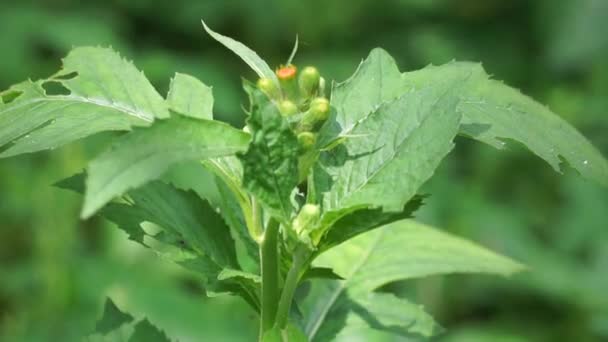 Crassocephalum Crepidioides Also Called Fireweed Ebolo Thickhead Redflower Ragleaf Sintrong — Stock Video