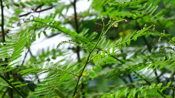 Mimosa Pigra Mit Natürlichem Hintergrund Mimosa Pigra Allgemein Bekannt Als — Stockvideo