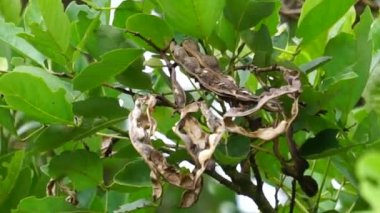 Erythrina fusca (ayrıca Mor Coraltree, gallito, bois immortelle, bucayo olarak da bilinir) çiçeği. Yaprakları kaynatmak için geleneksel bir ilaç olarak kullanılır.