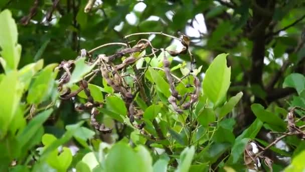 Erythrina Fusca También Llamada Coraltree Púrpura Gallito Bois Immortelle Bucayo — Vídeos de Stock