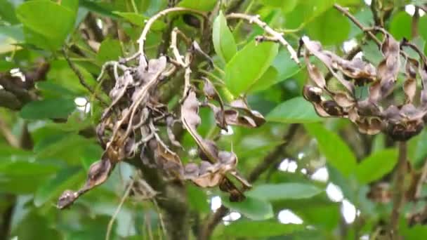 Erythrina Fusca Zwany Także Purpurowym Koralowcem Gallito Bois Immortelle Bucayo — Wideo stockowe