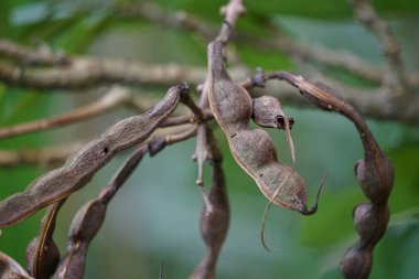 Erythrina fusca (ayrıca Mor Coraltree, gallito, bois immortelle, bucayo olarak da bilinir) çiçeği. Yaprakları kaynatmak için geleneksel bir ilaç olarak kullanılır.