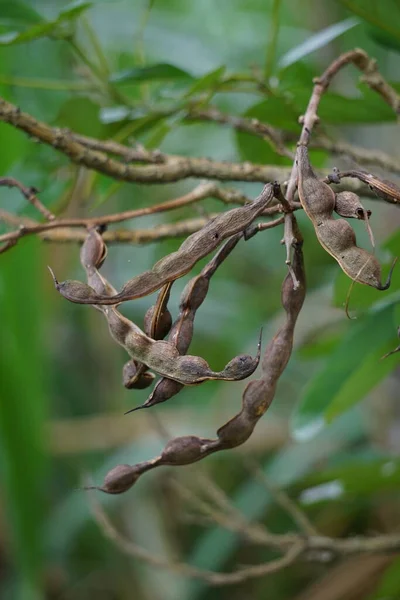 Erythrina Fusca Também Chamado Coral Roxo Gallito Bois Immortelle Bucayo — Fotografia de Stock