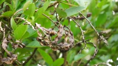 Erythrina fusca (ayrıca Mor Coraltree, gallito, bois immortelle, bucayo olarak da bilinir) çiçeği. Yaprakları kaynatmak için geleneksel bir ilaç olarak kullanılır.