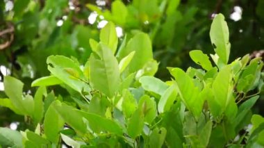 Erythrina fusca (ayrıca Mor Coraltree, gallito, bois immortelle, bucayo olarak da bilinir) çiçeği. Yaprakları kaynatmak için geleneksel bir ilaç olarak kullanılır.