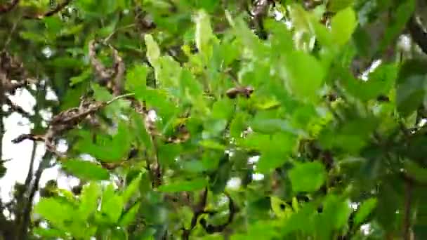 Erythrina Fusca Zwany Także Purpurowym Koralowcem Gallito Bois Immortelle Bucayo — Wideo stockowe