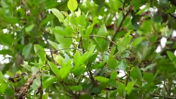 Erythrina Fusca También Llamada Coraltree Púrpura Gallito Bois Immortelle Bucayo — Vídeos de Stock