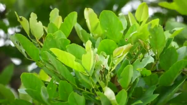 Erythrina Fusca Называется Фиолетовое Коралловое Дерево Gallito Bois Immortelle Bucayo — стоковое видео