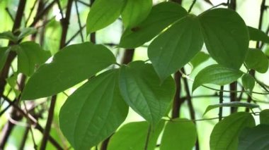 Doğa arka planında yeşil dioskorea hispida Dennst (ayrıca Hindistan üç yapraklı tatlı patates, gadung olarak da bilinir) ağacı