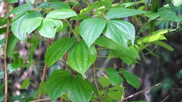 Green Dioscorea Hispida Denened 삼나무 Yam Gadung — 비디오