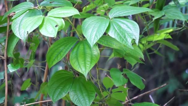 Green Dioscorea Hispida Denened 삼나무 Yam Gadung — 비디오