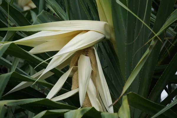 Vůně Šroubovice Pandanus Fascicularis Pandanus Odorifer Pandanus Tectorius Přírodním Pozadím — Stock fotografie