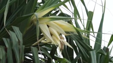 Kokulu Screwpine çiçeği (Pandanus fascicularis, Pandanus odorifer, Pandanus tectorius) doğa arka planına sahiptir..